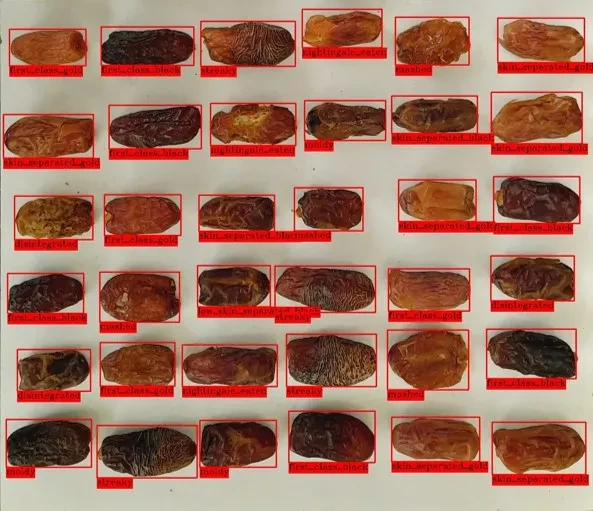 کنترل کیفی خرمای پیارم